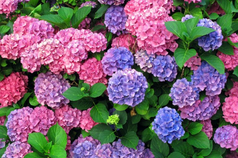 Hortensia-2400x1524_c